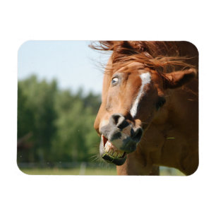 Magnet Flexible Visage drôle de cheval avec lèvres courbées, oeil