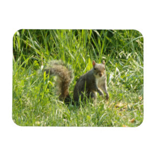 Magnet Flexible Voir l'écureuil magnétique flexible