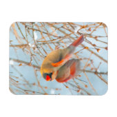 Magnet Flexible Vol Cardinal Nord - Photo originale (Horizontal)