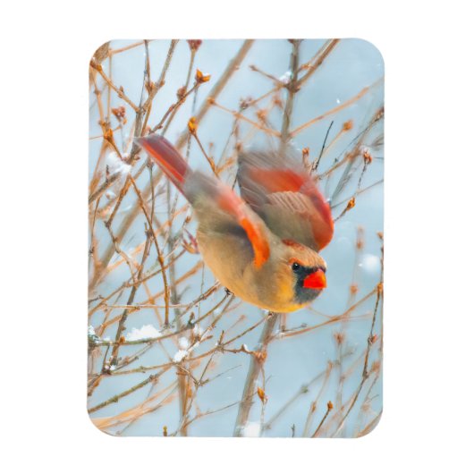 Magnet Flexible Vol Cardinal Nord - Photo originale (Vertical)