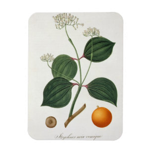 Magnet Flexible Vomiquier de Strychnos de 'Phytographie Medicale