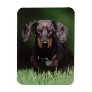 Magnet Flexible Vue de Dachshund couleur Dapple