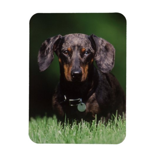 Magnet Flexible Vue de Dachshund couleur Dapple (Vertical)