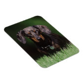 Magnet Flexible Vue de Dachshund couleur panaché (Côté Droit)