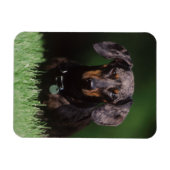 Magnet Flexible Vue de Dachshund couleur panaché (Horizontal)