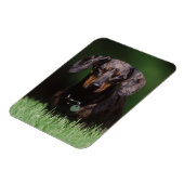 Magnet Flexible Vue de Dachshund couleur panaché (Côté Gauche)