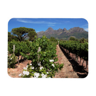 Magnet Flexible Vue des vignobles. Stellenbosch
