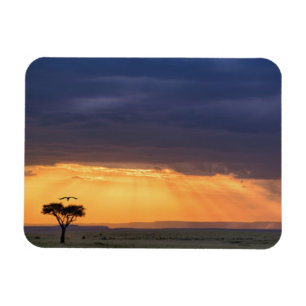 Magnet Flexible Vue panoramique d'un vautour et d'un acacia