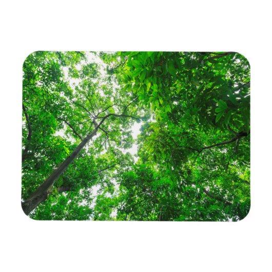 Magnet Flexible Vue vers le haut des arbres (Horizontal)