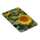 Magnet Flexible WA, comté de Kittitas, champ de tournesols (Côté Droit)