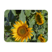 Magnet Flexible WA, comté de Kittitas, champ de tournesols (Horizontal)