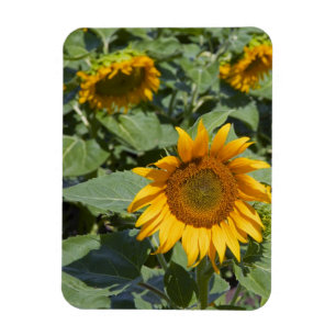 Magnet Flexible WA, comté de Kittitas, champ de tournesols