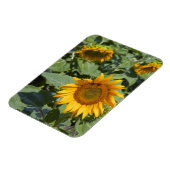Magnet Flexible WA, comté de Kittitas, champ de tournesols (Côté Gauche)