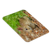Magnet Flexible WA, Redmond, East Cottontail bébé lapin (Côté Droit)