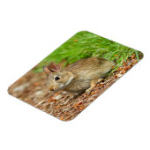 Magnet Flexible WA, Redmond, East Cottontail bébé lapin (Côté Gauche)