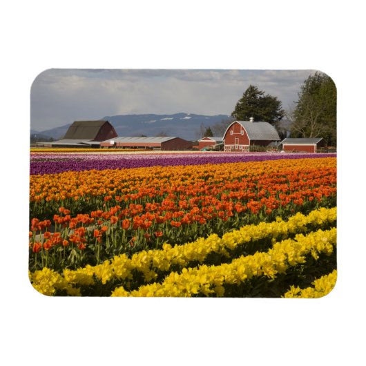 Magnet Flexible WA, Skagit Valley, Champs de tulipe en fleur, à (Horizontal)