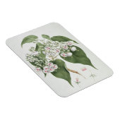 Magnet Flexible Walkuffa No.5 Dombeya torrida (w/c over graphite o (Côté Droit)