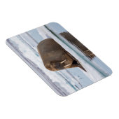 Magnet Flexible Walrus resting on ice, Norway (Côté Droit)