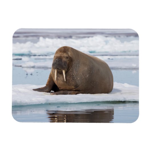 Magnet Flexible Walrus resting on ice, Norway (Horizontal)
