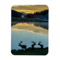 Wandschopfhirsche vor Poudre Lake bei Sonnenaufgan