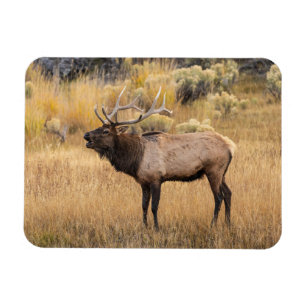 Magnet Flexible Wapiti mâle Parc national de Yellowstone