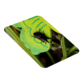 Magnet Flexible Weharm, Beetles, Curculionoidea, Bug (Côté Droit)