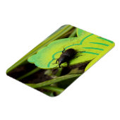 Magnet Flexible Weharm, Beetles, Curculionoidea, Bug (Côté Gauche)