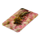 Magnet Flexible Western Honey Bee Macro (Côté Gauche)