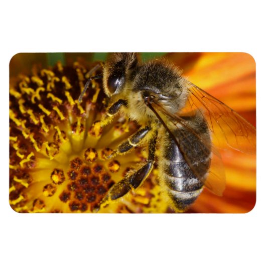 Magnet Flexible Western Honey Bee Macro photo (Horizontal)