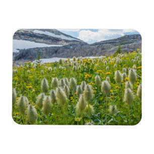 Magnet Flexible Western Pasqueflower   East Kootenay Mountains