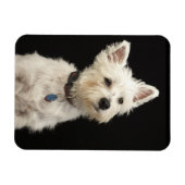 Magnet Flexible Westie (West Highland terrier) avec col (Horizontal)