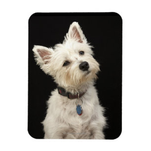 Magnet Flexible Westie (West Highland terrier) avec col