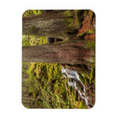Magnet Flexible White Branch Falls, Oregon Cascades, Oregon (Vertical)