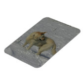 Magnet Flexible White German Shepherd in the Snow (Côté Gauche)