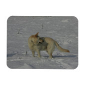 Magnet Flexible White German Shepherd in the Snow (Horizontal)