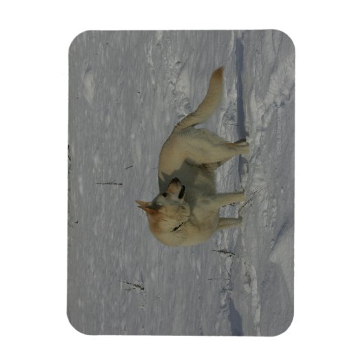 Magnet Flexible White German Shepherd in the Snow (Vertical)