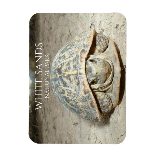 Magnet Flexible White Sands Desert Box Turtle (Vertical)