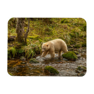 Magnet Flexible White Spirit Bear Chasse pour poisson sur Riordan