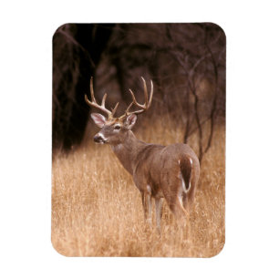 Magnet Flexible White Tailed Deer    Choke Canyon State Park, TX