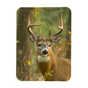Magnet Flexible Whitetail Deer Buck Whitefish, Montana