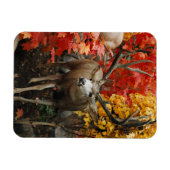 Magnet Flexible Whitetail En Automne (Horizontal)