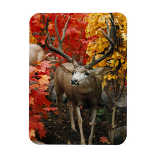 Magnet Flexible Whitetail En Automne
