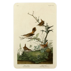 Magnet Flexible Winter Wren, Rock Wren, Audubon's Birds of America