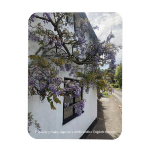 Magnet Flexible Wisteria poussant contre une maison blanche