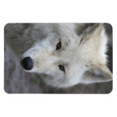 Magnet Flexible Wolf 001 (Horizontal)