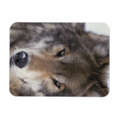 Magnet Flexible Wolf Gaze (Horizontal)