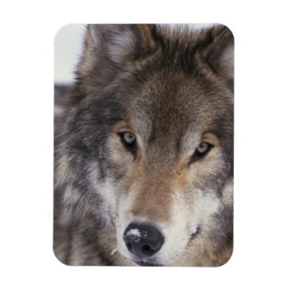 Magnet Flexible Wolf Gaze
