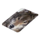 Magnet Flexible Wolf Gaze (Côté Gauche)