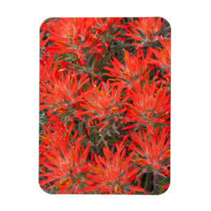 Magnet Flexible Wyoming, comté de Lincoln, Desert Paintbrush