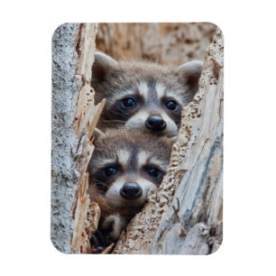 Magnet Flexible Wyoming, comté de Lincoln, Raton laveur